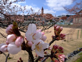 ☆桜の開花状況のお問い合わせ☆_c0208355_16135029.jpg