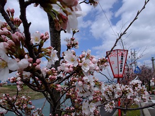 ☆桜の開花状況のお問い合わせ☆_c0208355_1674564.jpg