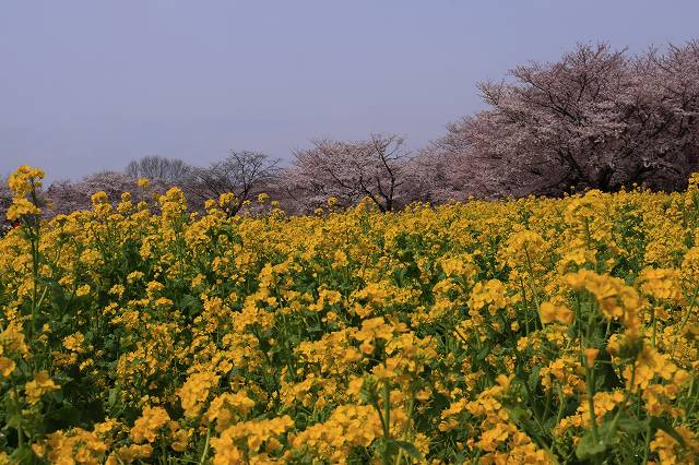 桜と菜の花のコラボ_f0044056_7513696.jpg