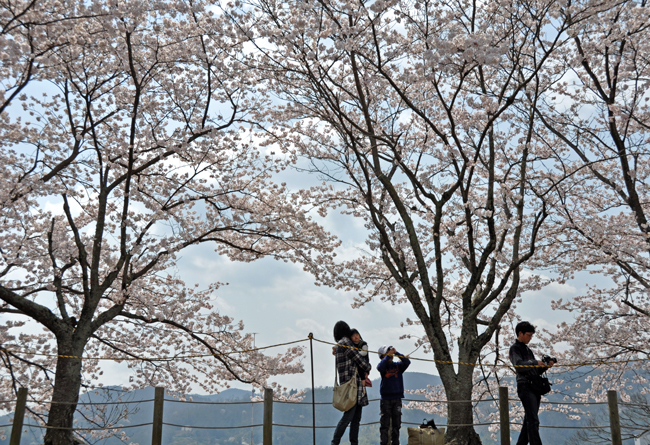 花見・鶴山公園_f0183556_13185060.jpg