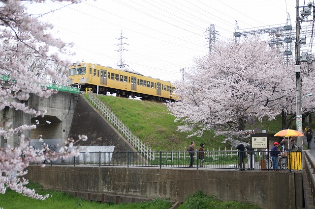 野川公園の桜と西武多摩川線_b0002858_133157.jpg