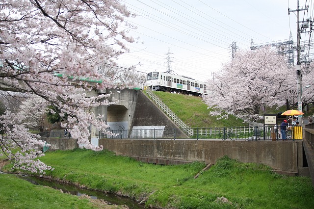 野川公園の桜と西武多摩川線_b0002858_1385452.jpg