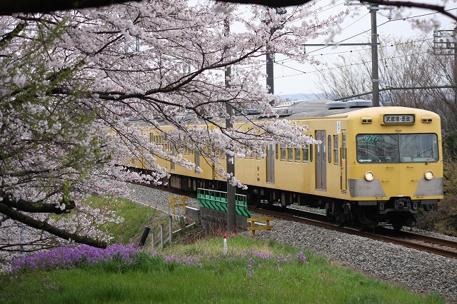 野川公園の桜と西武多摩川線_b0002858_1405286.jpg