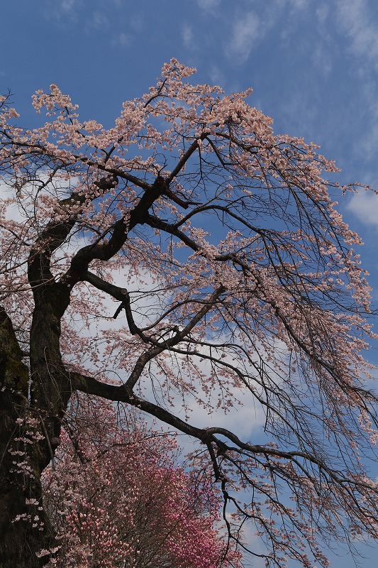 2010　桜　6-2_c0101558_22414553.jpg