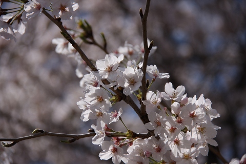 散りゆく桜に_b0066260_22481536.jpg