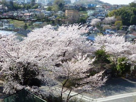 山桜です…_b0093660_222461.jpg