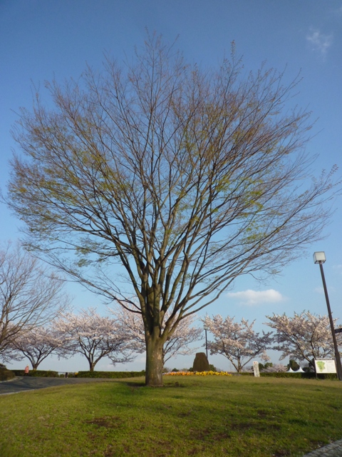 山桜です…_b0093660_22423557.jpg