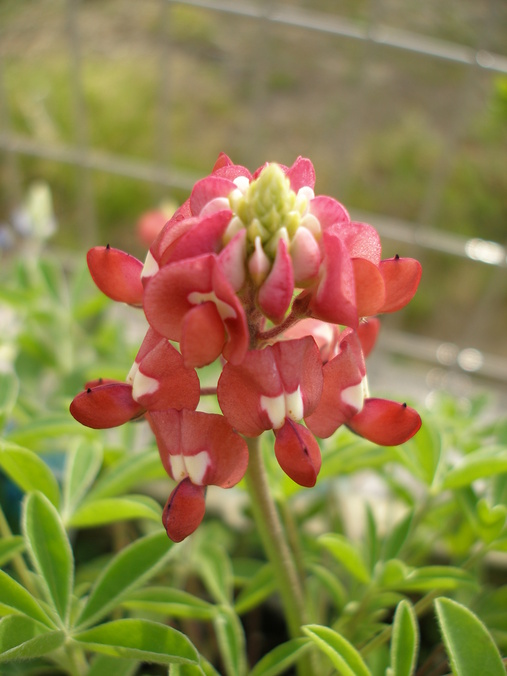 小夏のお花畑で　ひとやすみ＾＾_b0084961_1741117.jpg