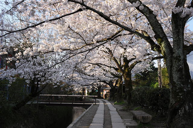 京都 ~桜~_f0222161_2232920.jpg