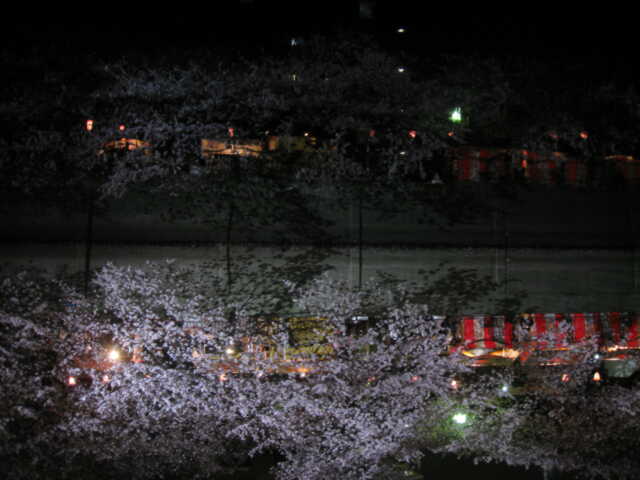 花を見た後は「栄屋酒場」_a0038663_2121456.jpg