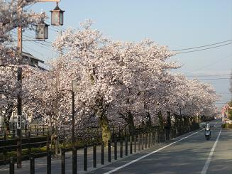 桜を求めて（ミステリーツアー？）_c0007266_20435186.jpg