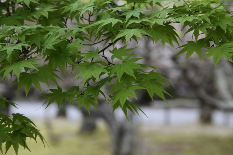 ■□■南禅寺ー京都市立植物園□■□_c0217166_0391993.jpg