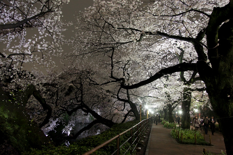 SAKURA_f0231169_1575724.jpg