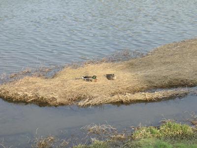 鴨川　　Au riviere aux canards_a0165872_21315689.jpg