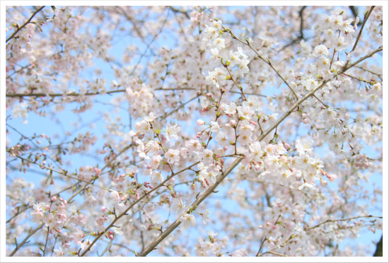 SAKURA*_a0148373_16143910.jpg