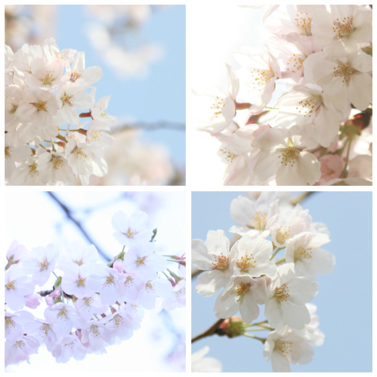 SAKURA*_a0148373_166250.jpg