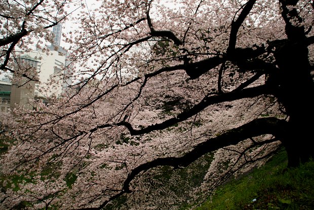 満開の桜「皇居・牛ヶ淵＆田安門」_d0030373_20194732.jpg