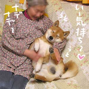 ふぐり祭り 柴と徒然日記 ふぐり祭り 柴と徒然日記