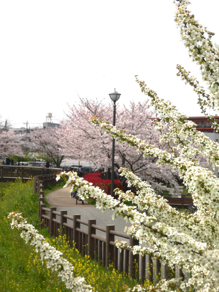 桜紀行４月３日、土曜日、東浦和井沼方公園_e0112077_130143.jpg