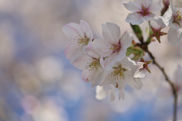 2010桜_其の壱　近所の公園編_c0130979_23592862.jpg