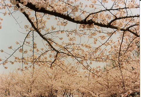 ◆桜公園2010 ~MINOLTA SRT101&SUN ZOOM 35-140mm_e0174382_1710061.jpg