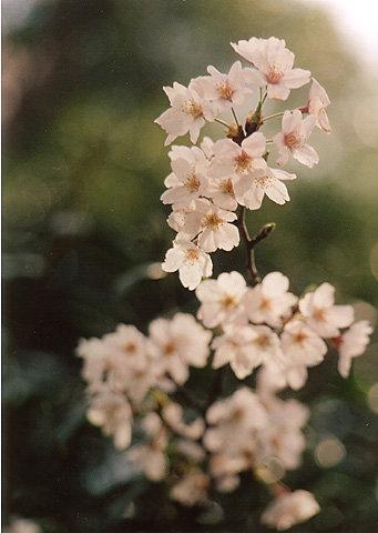 ◆桜公園2010 ~MINOLTA SRT101&SUN ZOOM 35-140mm_e0174382_17102533.jpg