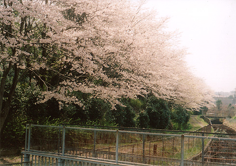 ◆桜公園2010　～KONICA SⅢ(1963)_e0174382_17212547.jpg