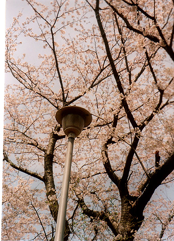 ◆桜公園2010 ~KONICA SⅢ(1963)_e0174382_17213565.jpg