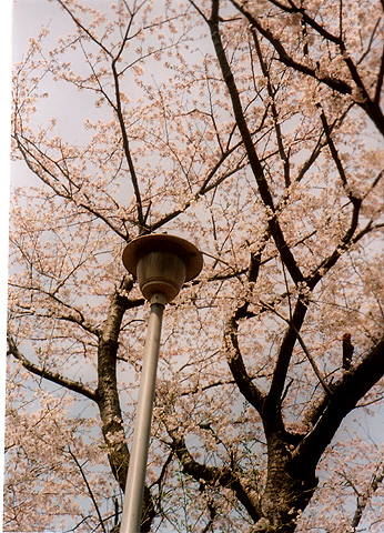 ◆桜公園2010　～KONICA SⅢ(1963)_e0174382_17213565.jpg