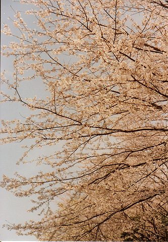 ◆桜公園2010 ~KONICA SⅢ(1963)_e0174382_17214585.jpg