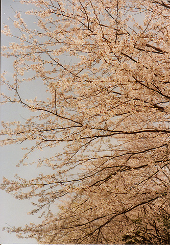 ◆桜公園2010　～KONICA SⅢ(1963)_e0174382_17214585.jpg