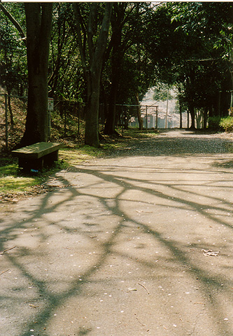 ◆桜公園2010　～KONICA SⅢ(1963)_e0174382_17221695.jpg