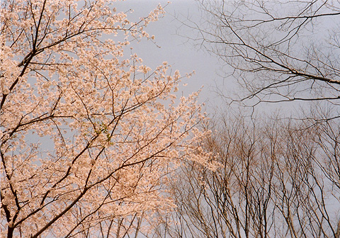 ◆桜公園2010　～KONICA SⅢ(1963)_e0174382_1722856.jpg