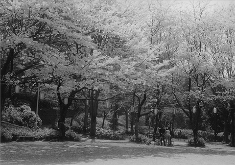 ◆桜公園2010　～KONICA SⅢ(1963)_e0174382_17232936.jpg