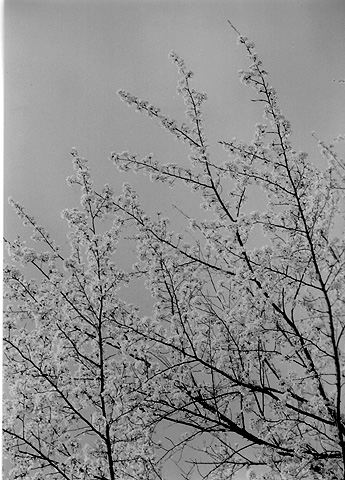 ◆桜公園2010　～KONICA SⅢ(1963)_e0174382_1723546.jpg