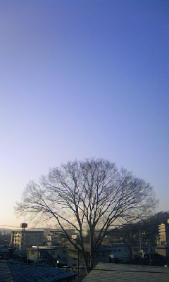 #sunny #zelkova #keyaki in #ichinoseki #iwate #japan #ohayo #goodmorning_a0005484_6424681.jpg