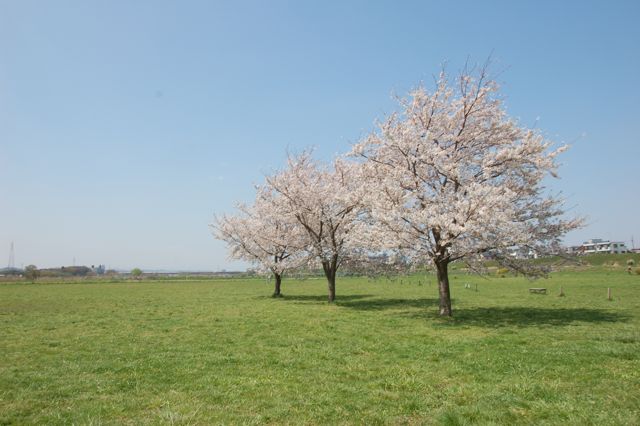 河川敷の桜も咲いた！_f0032184_1901657.jpg