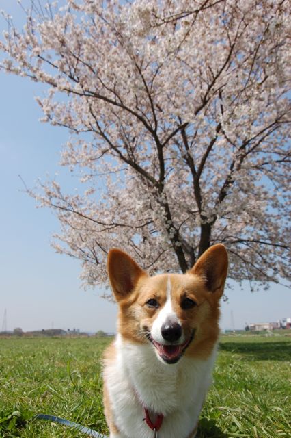 河川敷の桜も咲いた！_f0032184_1913714.jpg