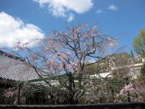 今日は花祭り（4月8日）_d0021786_21315730.jpg