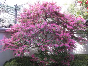 今日は花祭り（4月8日）_d0021786_21321584.jpg