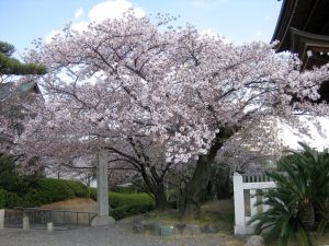 今日は花祭り（4月8日）_d0021786_21325822.jpg