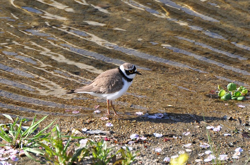 今日の鳥さん_e0086887_22232278.jpg