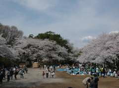 お花見_c0204289_18375838.jpg
