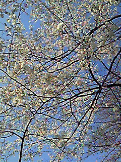 お花見_c0204289_1991848.jpg