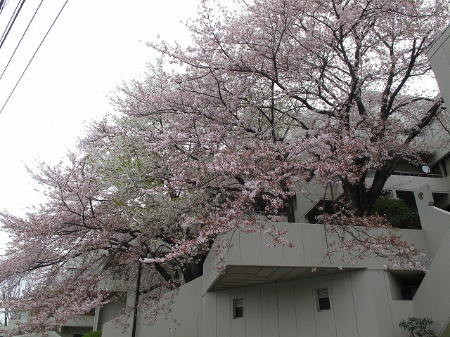 桜その２_a0127091_19534059.jpg