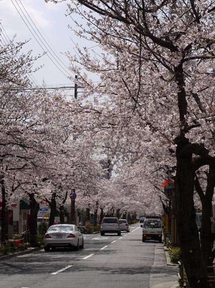 桜咲いて…_f0222692_11112050.jpg