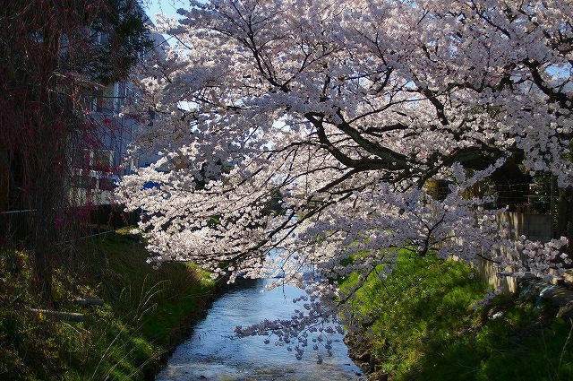 戸板の風景　春爛漫_b0114193_1612655.jpg