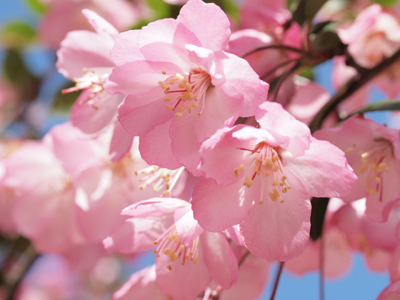 海棠桜 花海棠 At Ars Locus Happy Time With Fairies Of Flowers