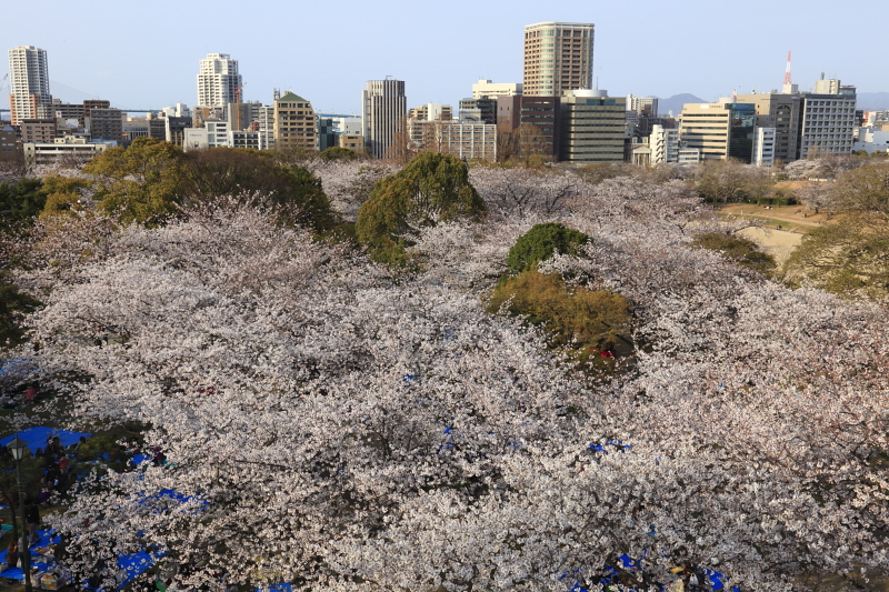 舞鶴公園の桜（2010.03.28）-1_d0147393_525066.jpg