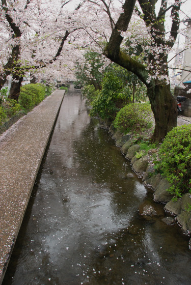 宿河原　堤の桜_a0053796_0453668.jpg